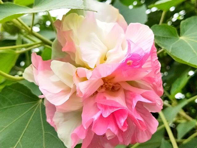 成都市满城尽是芙蓉花，大街小巷百里锦城香不断