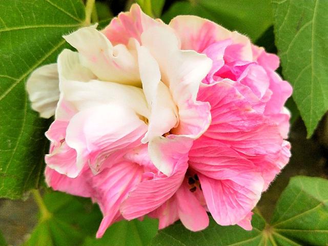 成都市满城尽是芙蓉花，大街小巷百里锦城香不断