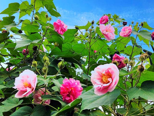 成都市满城尽是芙蓉花，大街小巷百里锦城香不断