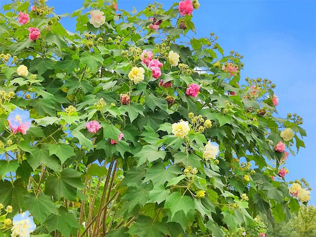 成都市满城尽是芙蓉花，大街小巷百里锦城香不断