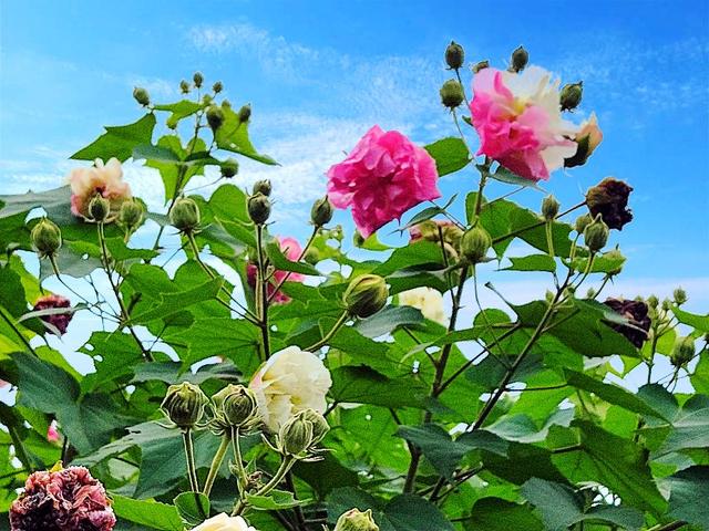 成都市满城尽是芙蓉花，大街小巷百里锦城香不断