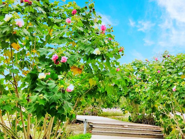 成都市满城尽是芙蓉花，大街小巷百里锦城香不断