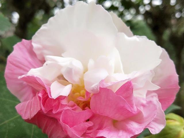 成都市满城尽是芙蓉花，大街小巷百里锦城香不断