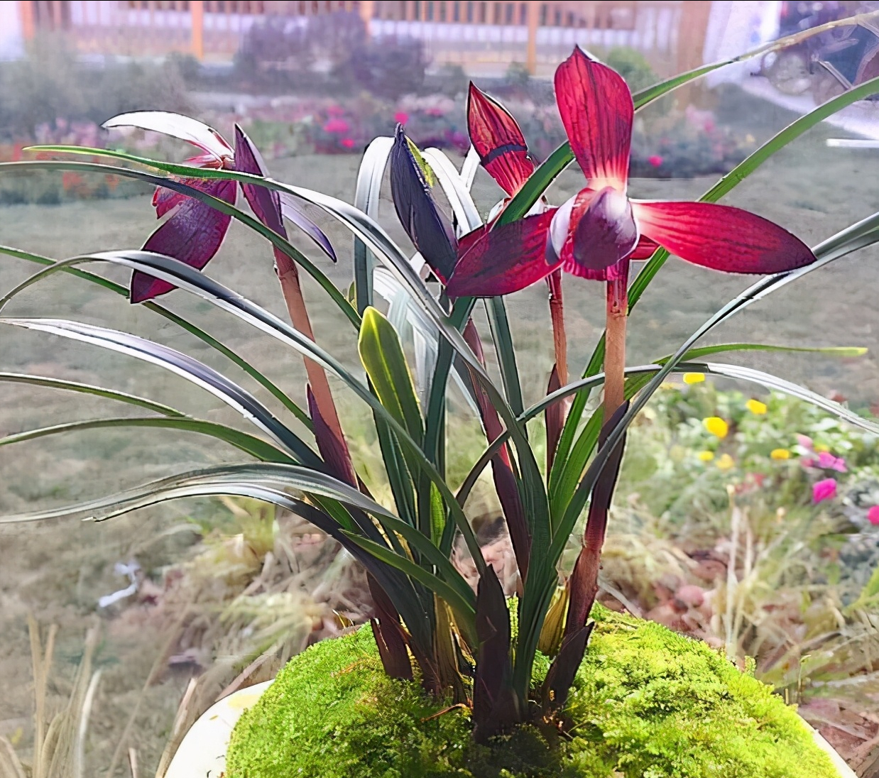 春兰香花之王娄山红顶级红素兰香四溢花开后仙气十足