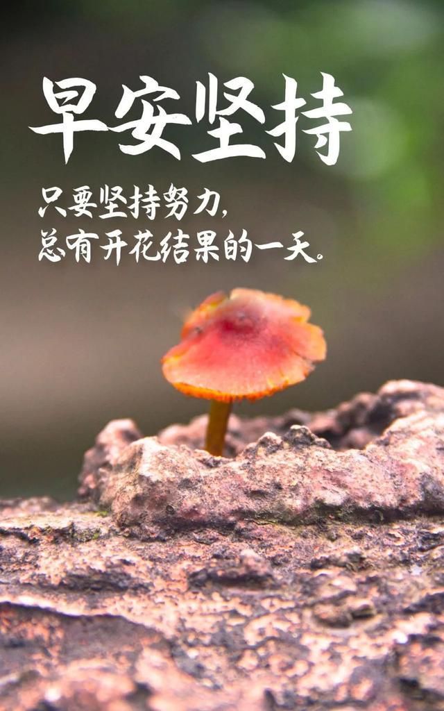 朋友圈正能量早安说说配图片,励志积极,埋首努力