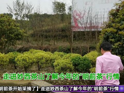 原生模拟视频流量对平台算法的影响