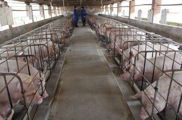 在农村想办个养猪场,大概饲养500头猪,准备100万够不够?
