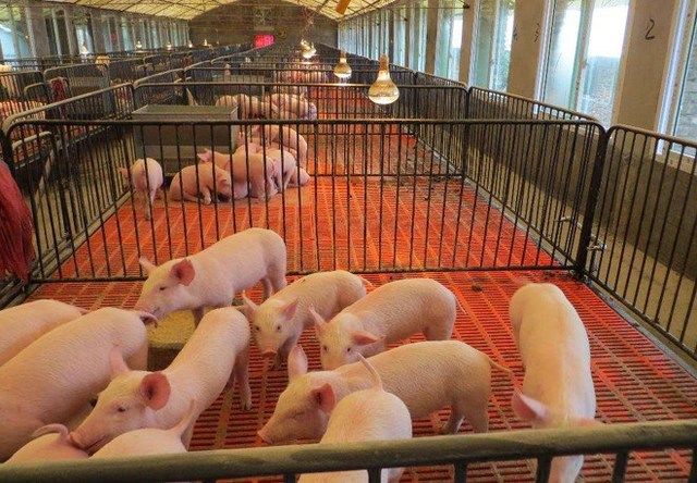 在农村想办个养猪场,大概饲养500头猪,准备100万够不够?