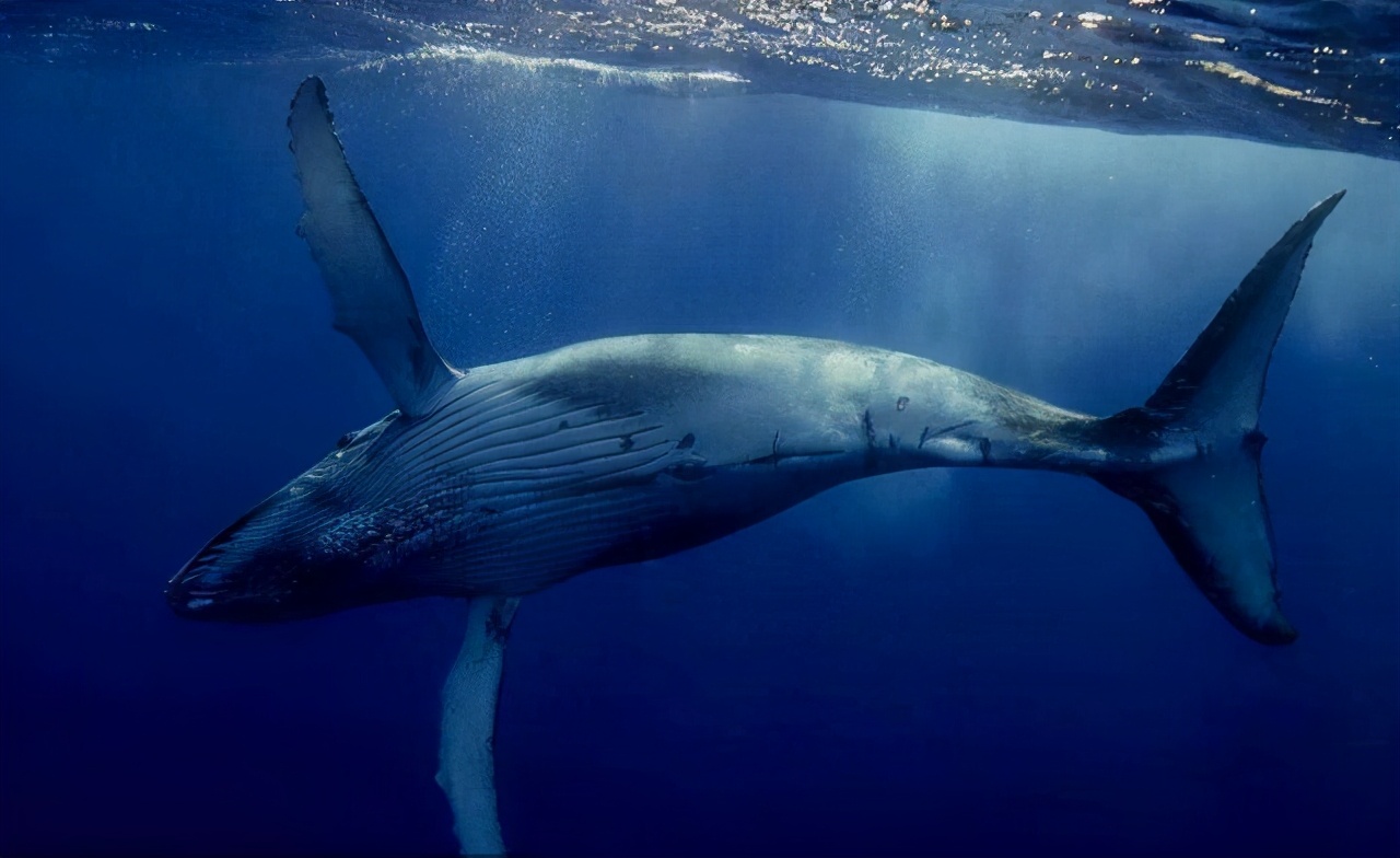 当心鲸爆!搁浅象山的抹香鲸或已死亡:台州海上发现一...