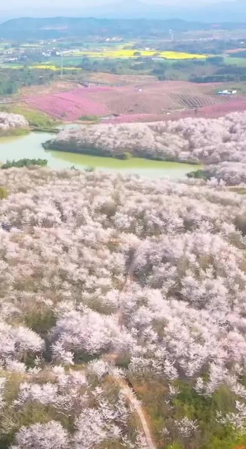 美到爆！宣城市郎溪县十字镇新和村千亩樱花……