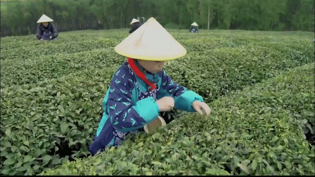 新茶网站选购指南：从入门到精通的实用手册