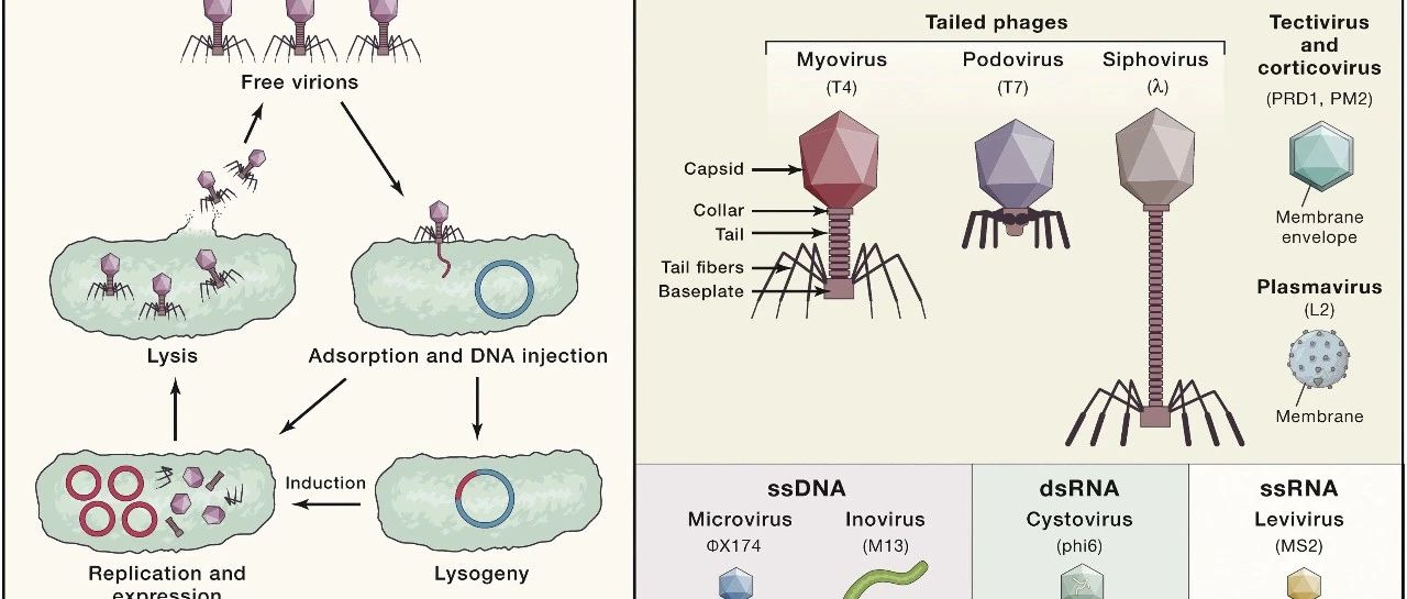 噬菌体对人类危害 噬菌体是敌是友