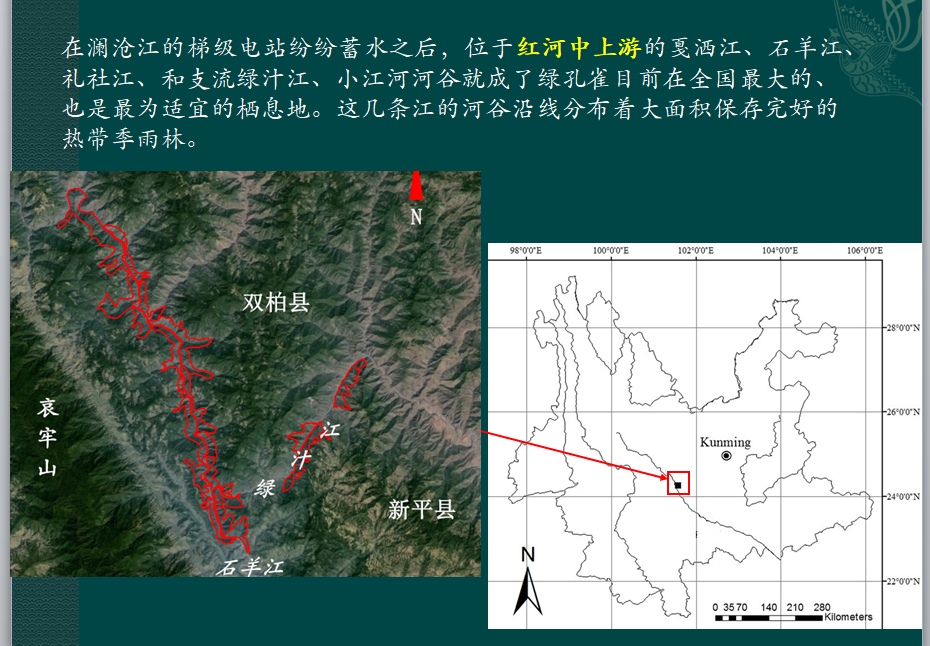 的栖息地2013年第一次在绿汁江(属于红河水系)发现绿孔雀时我超级兴奋