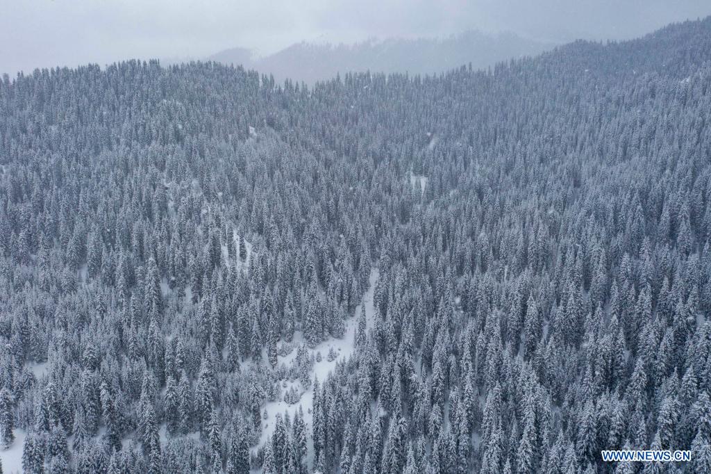 Aerial photo shows the snow-covered forest of Tianshan Mountains in Shawan City, northwest China's Xinjiang Uygur Autonomous Region, March 30, 2021. (Xinhua/Hu Huhu)
