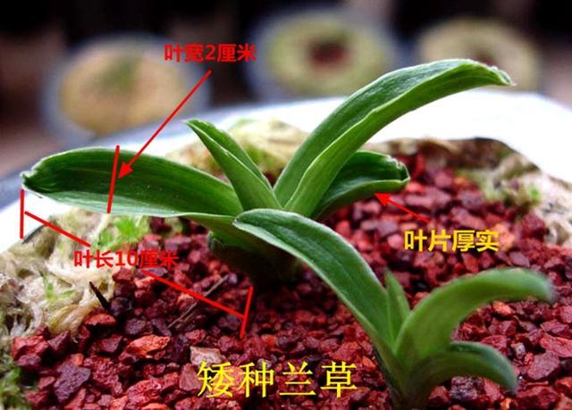 矮种兰草价值很高但并非是常见的矮草很多农民还傻傻地分不清