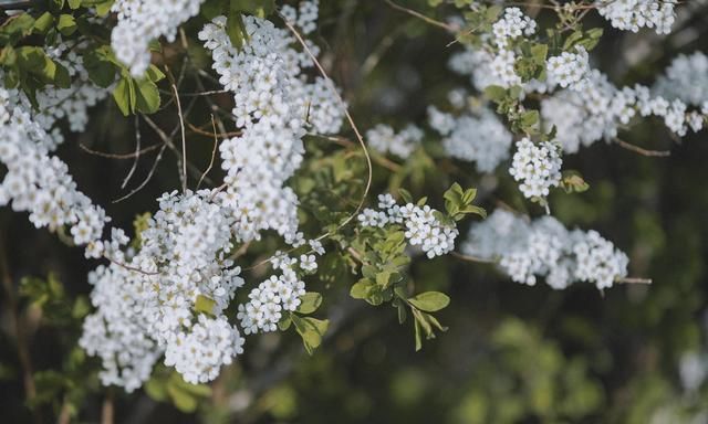 柳絮轻,梨花白.十首梨花诗词:梨花院落溶溶月,柳絮池塘淡淡风