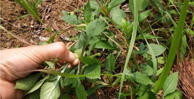 不能错过的野菜,人称它"苦斋婆",可帮助清肝明目,祛湿