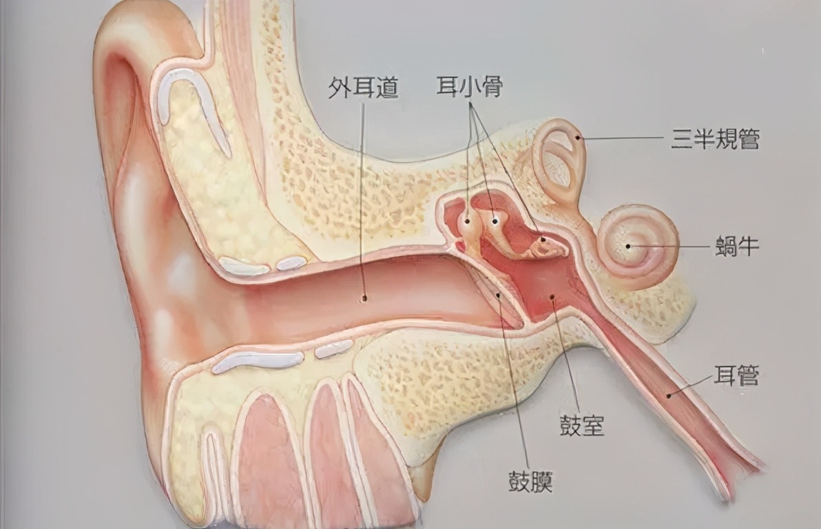 抗击真菌性外耳道炎的取经之路