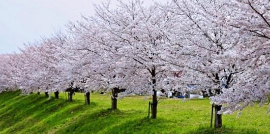 日本樱花图鉴:樱花有黄绿色吗?能吃的樱花是什么品种?