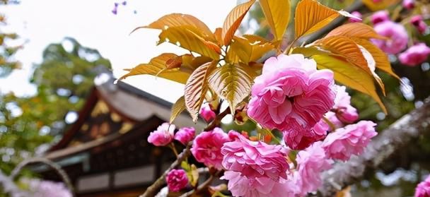 日本樱花图鉴:樱花有黄绿色吗?能吃的樱花是什么品种?