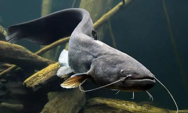 美女空降：职场丛林里的鲶鱼效应及其生存技巧揭秘