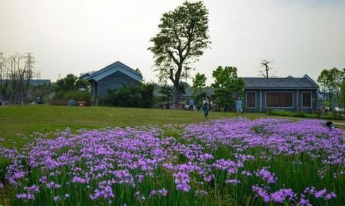 广州海珠湖湿地公园的春天,风景美如画更如诗.