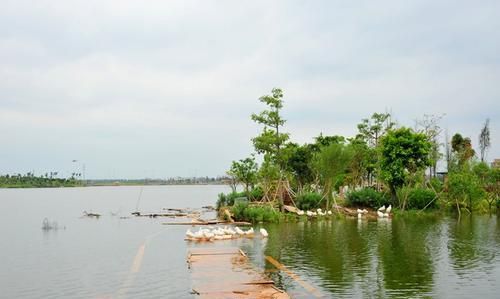 广州海珠湖湿地公园的春天,风景美如画更如诗.