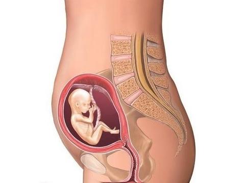 胎儿什么时候长得快？不同阶段发育情况存在差异，别混为一谈！