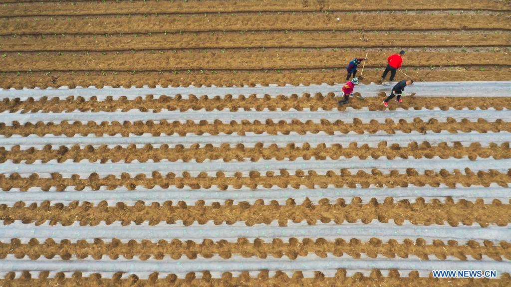 Aerial photo shows farmers working in the field in Zunhua City, north China's Hebei Province, April 11, 2021. (Photo by Liu Mancang/Xinhua)