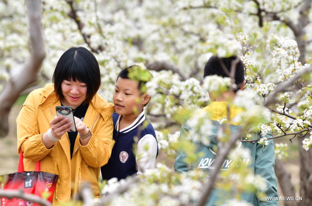 Tourists are seen under the blooming pear trees during a pear blossom festival in Qian'an City, north China's Hebei Province, April 11, 2021. A pear blossom festival kicked off here on Sunday. (Xinhua/Li He)