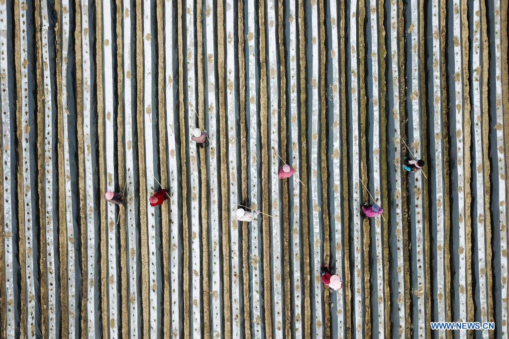 Aerial photo shows farmers working in the field in Shangzhuang Village, Zaozhuang City, east China's Shandong Province, April 10, 2021. (Photo by Li Zhijun/Xinhua)