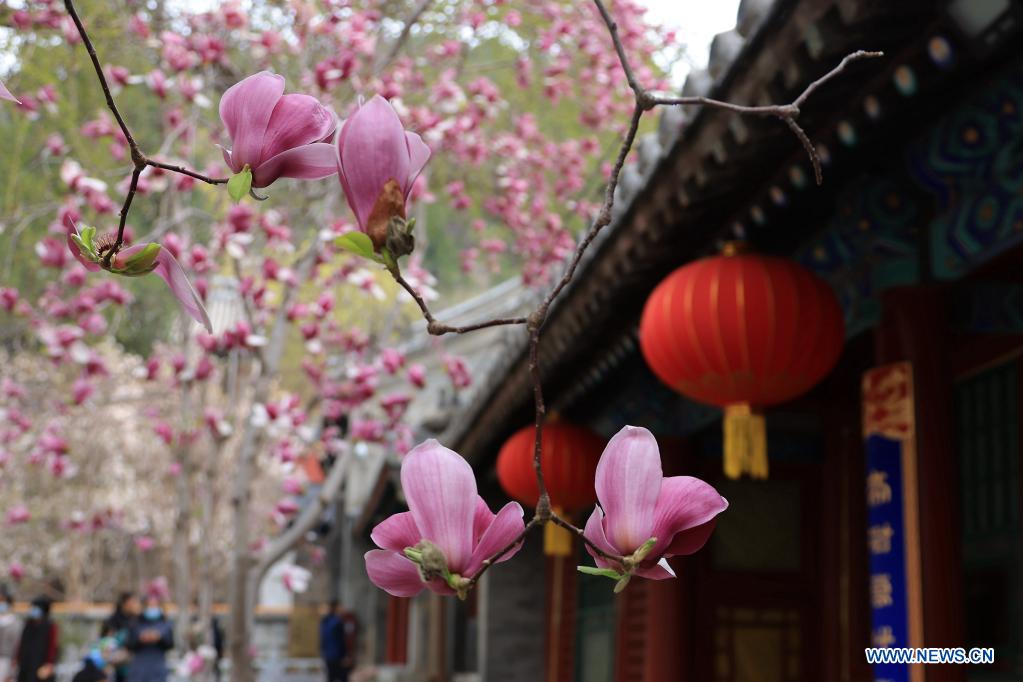 Photo taken on April 10, 2021 shows blooming magnolia flowers at Tanzhe Temple in Beijing, capital of China. (Photo by Li Xuezhong/Xinhua)