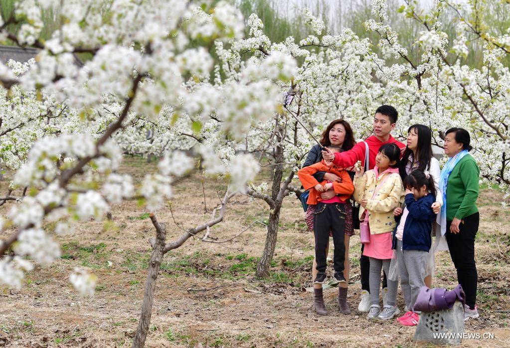 Tourists take selfies among the blooming pear trees during a pear blossom festival in Qian'an City, north China's Hebei Province, April 11, 2021. A pear blossom festival kicked off here on Sunday. (Xinhua/Li He)