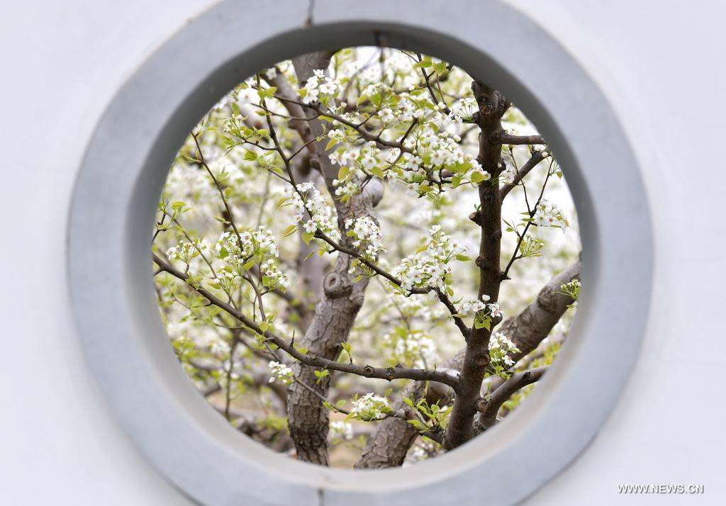 Photo taken on April 11, 2021 shows pear blossoms in Qian'an City, north China's Hebei Province A pear blossom festival kicked off here on Sunday. (Xinhua/Li He)