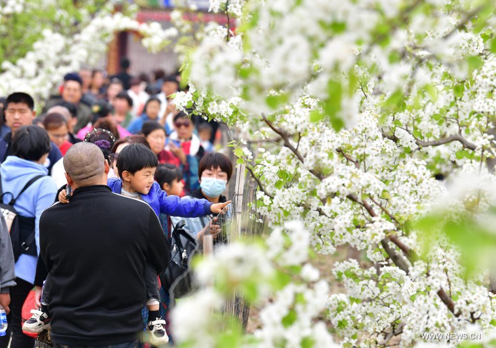 Tourists stroll among the blooming pear trees during a pear blossom festival in Qian'an City, north China's Hebei Province, April 11, 2021. A pear blossom festival kicked off here on Sunday. (Xinhua/Li He)