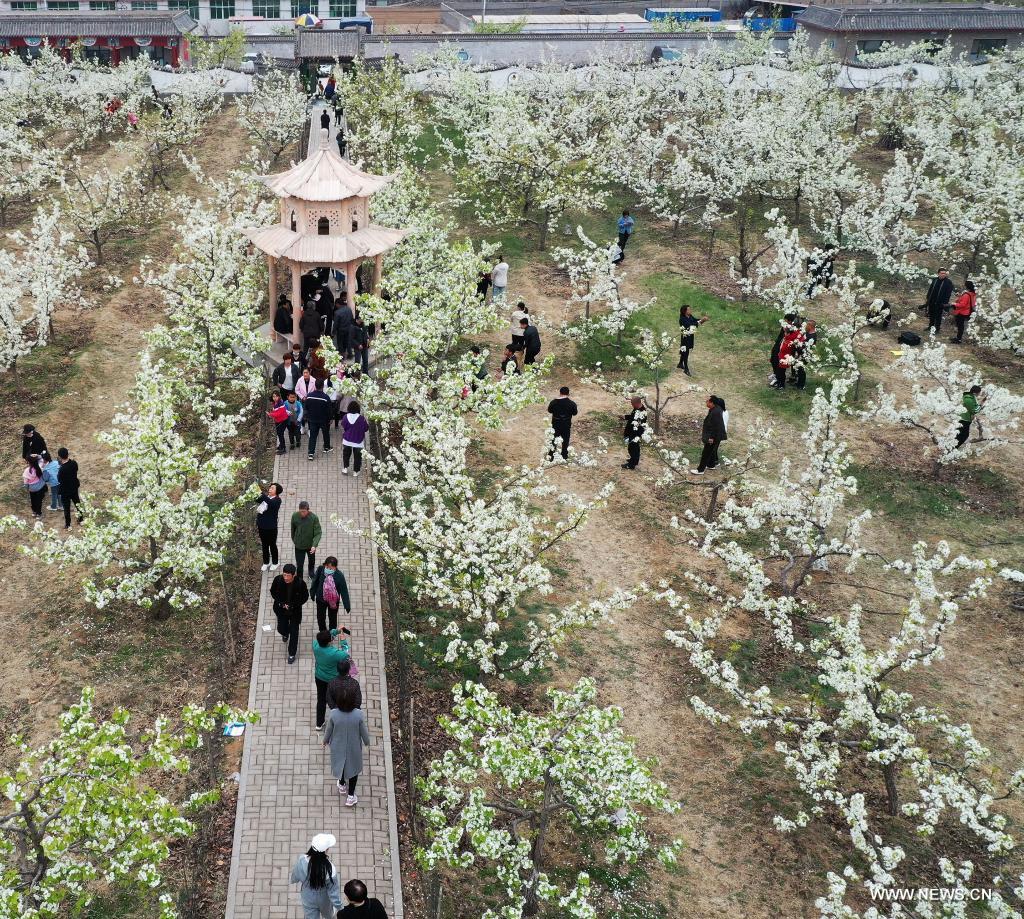 In this aerial photo taken on April 11, 2021, tourists stroll among the blooming pear trees during a pear blossom festival in Qian'an City, north China's Hebei Province. A pear blossom festival kicked off here on Sunday. (Xinhua/Li He)