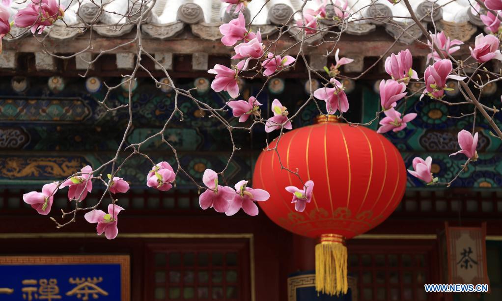 Photo taken on April 10, 2021 shows blooming magnolia flowers at Tanzhe Temple in Beijing, capital of China. (Photo by Li Xuezhong/Xinhua)