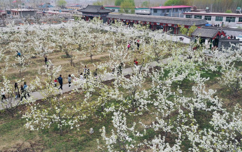 In this aerial photo taken on April 11, 2021, tourists stroll among the blooming pear trees during a pear blossom festival in Qian'an City, north China's Hebei Province. A pear blossom festival kicked off here on Sunday. (Xinhua/Li He)