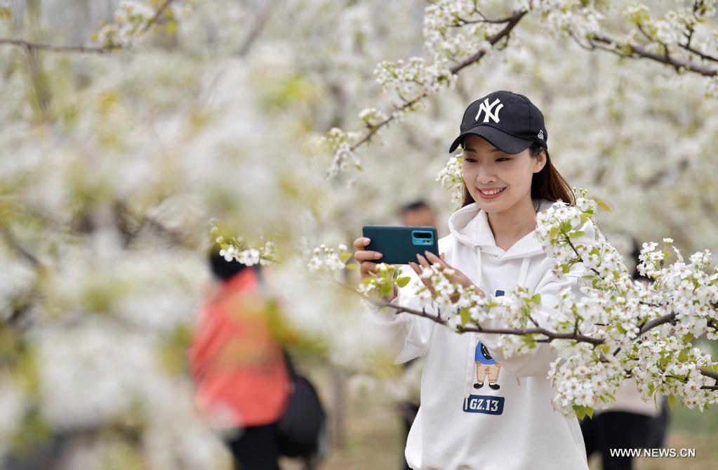 A tourist takes pictures of pear blossoms during a pear-blossom festival in Qian'an City, north China's Hebei Province, April 11, 2021. A pear blossom festival kicked off here on Sunday. (Xinhua/Li He)