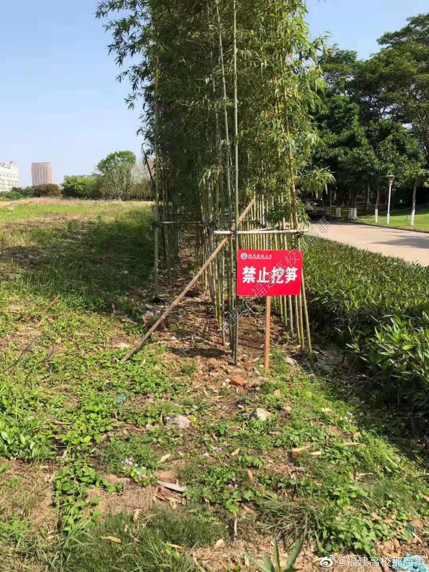 福建医科大学校园里放置了禁止挖笋告示牌