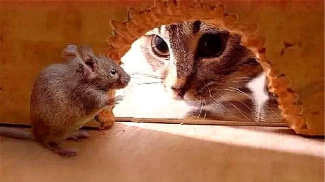 为什么老鼠全身是病菌,猫吃老鼠却不会生病?看完就懂了