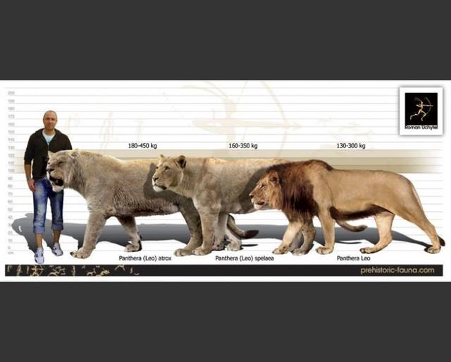 科学看点>正文> 但洞狮也不是最大的狮子,美洲拟狮(又名残暴狮)又比洞