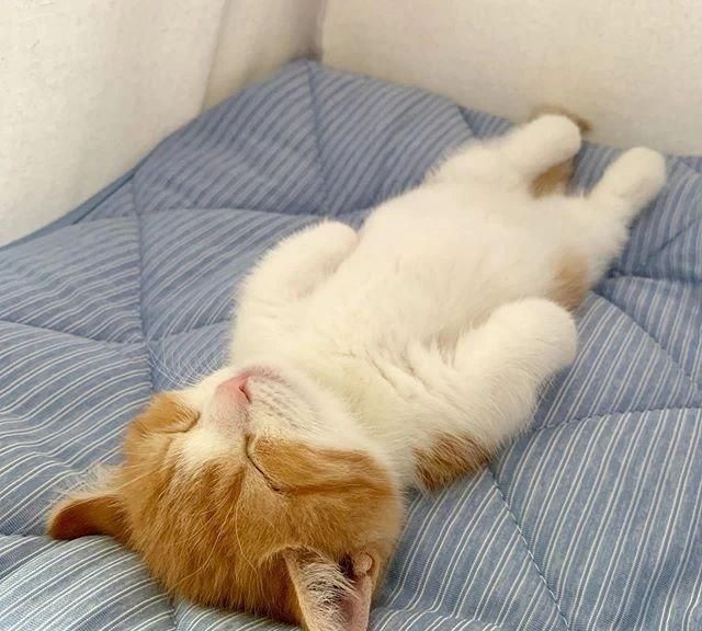 小奶猫能有什么"坏心眼"呢?不过是喜欢躺着睡觉罢了!