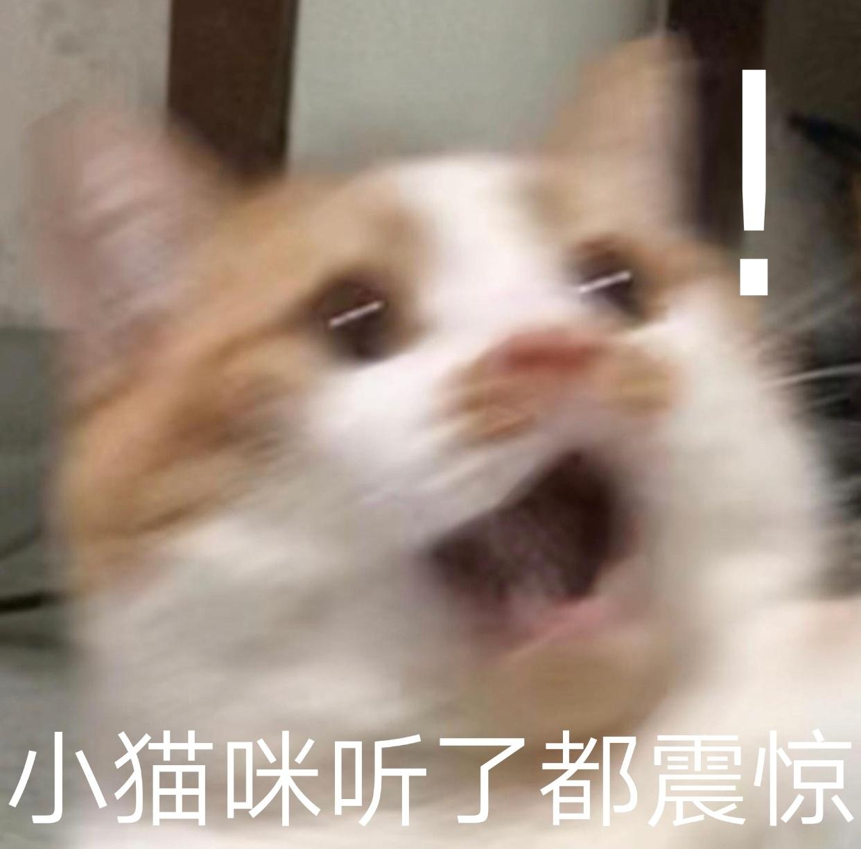 有哪些可爱的猫猫表情包？ - 知乎