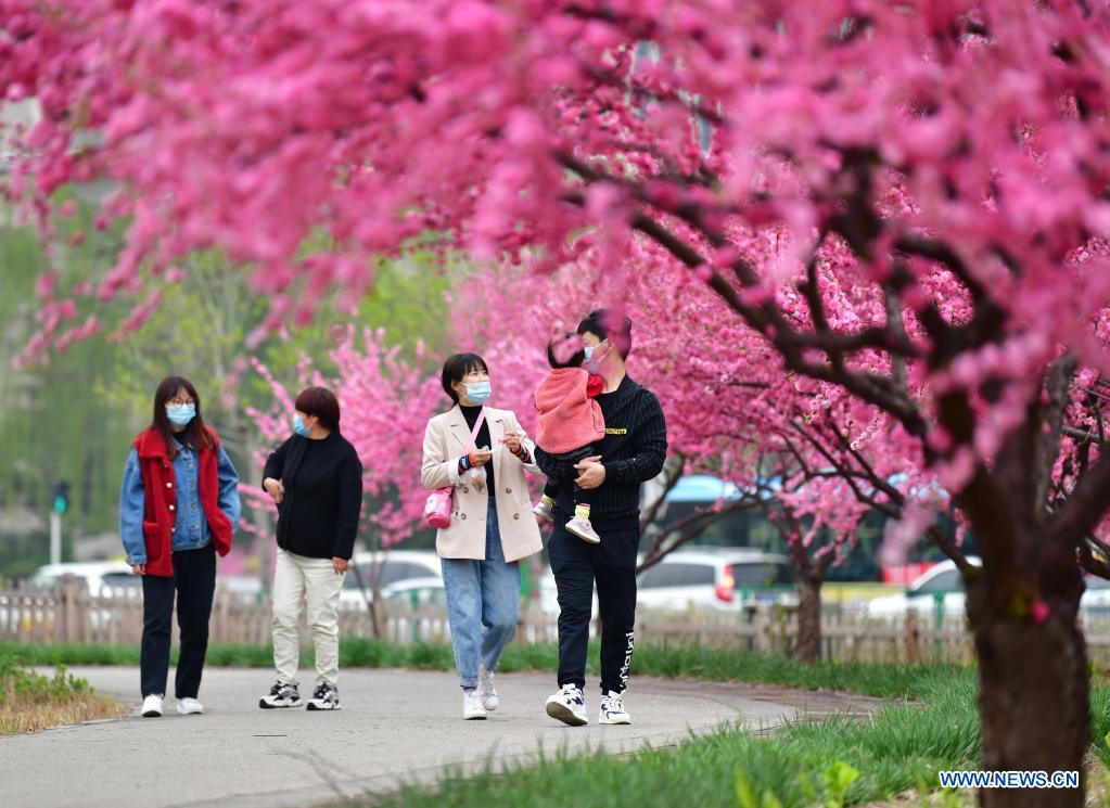 Tourists enjoy flowers at Huangtaishan Park in Qian'an City, north China's Hebei Province, April 11, 2021. Flowers are in full bloom in Huangtaishan Park, attracting many tourists. (Xinhua/Li He)