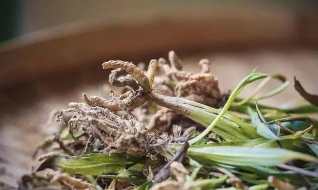 它是世界上最小的兰花,也是草医等了一年的——"清明参"