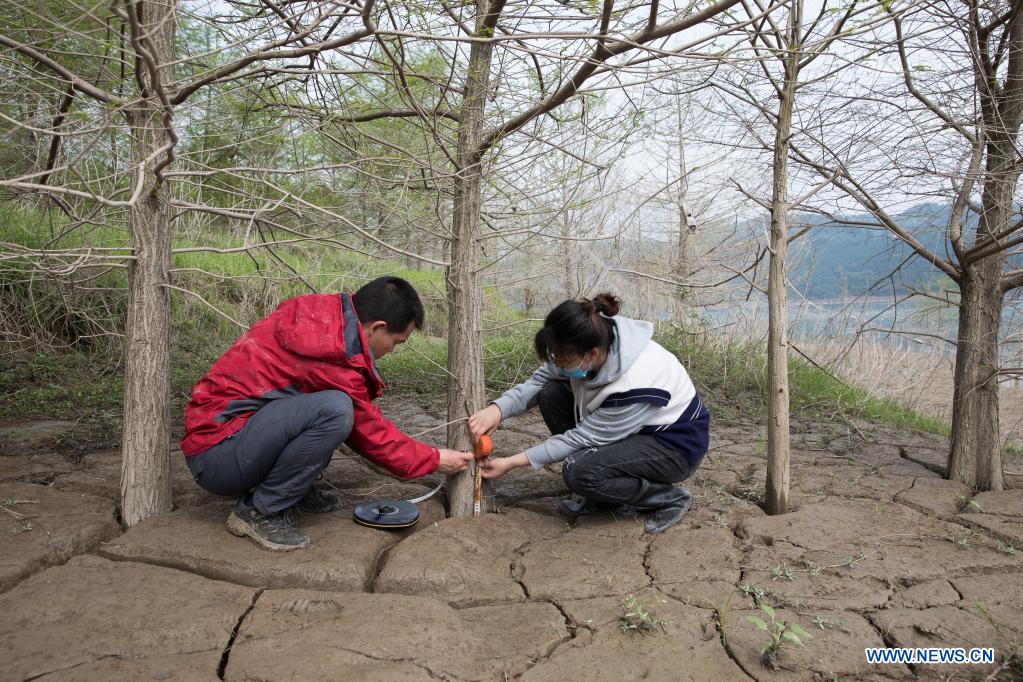 Researchers measure the growth of vegetation at a sampling point in Zhongxian County, southwest China's Chongqing, April 11, 2021. The Three Gorges project is a vast multi-functional water-control system on the Yangtze River, China's longest waterway, with a 2,309-meter-long and 185-meter-high dam. The water levels of the reservoir area inevitably fluctuate on an annual discharge-storage cycle between 145m to 175m at the dam. The water level fluctuation zone also encounters some eco-environmental problems, including soil erosion and non-point source pollution. Researchers of the Institute of Mountain Hazards and Environment, Chinese Academy of Sciences (CAS) have conducted comprehensive investigations on soil, plants, hydrology, water quality and sediment in the area. Their study has important implications on better running the function of the Three Gorges Reservoir and the safety of local ecological environment. (Xinhua/Jin Liwang)