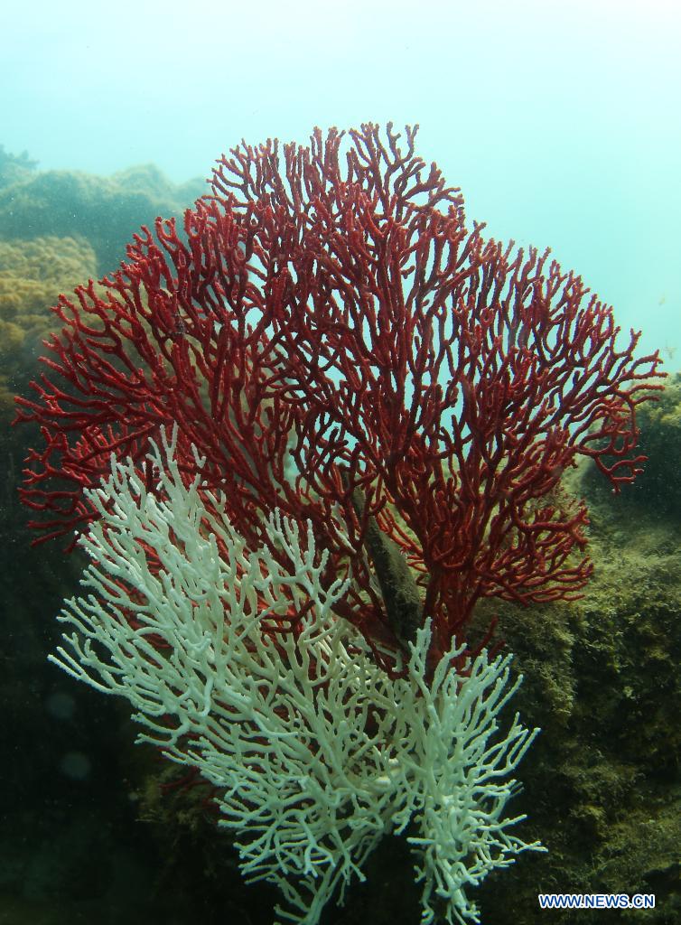 Photo taken on March 18, 2021 shows coral in the sea of Yazhou Bay in Sanya, south China's Hainan Province. The ecological restoration demonstration in Yazhou Bay has achieved initial effects. The project is proposed based on the urgent need for the restoration of Hainan coastal ecosystem. Researchers carry out systematic ecological restoration activities for the coral reef ecosystem around Dongluo Island. Thanks to researchers' work, the survival rate of coral has reached more than 70 percent. And the coral coverage rate has increased by 10 percent. (Xinhua/Yang Guanyu)