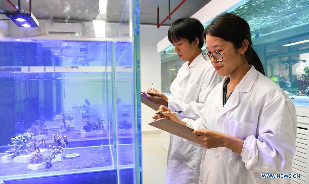 Staff members of an institute of ecological studies on coral record data in laboratory in Sanya, south China's Hainan Province, March 18, 2020. The ecological restoration demonstration in Yazhou Bay has achieved initial effects. The project is proposed based on the urgent need for the restoration of Hainan coastal ecosystem. Researchers carry out systematic ecological restoration activities for the coral reef ecosystem around Dongluo Island. Thanks to researchers' work, the survival rate of coral has reached more than 70 percent. And the coral coverage rate has increased by 10 percent. (Xinhua/Yang Guanyu)
