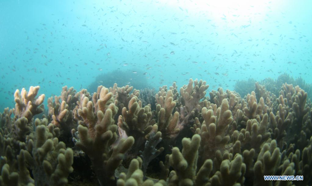 Photo taken on March 17, 2021 shows coral and schools of fish in the sea of Yazhou Bay in Sanya, south China's Hainan Province. The ecological restoration demonstration in Yazhou Bay has achieved initial effects. The project is proposed based on the urgent need for the restoration of Hainan coastal ecosystem. Researchers carry out systematic ecological restoration activities for the coral reef ecosystem around Dongluo Island. Thanks to researchers' work, the survival rate of coral has reached more than 70 percent. And the coral coverage rate has increased by 10 percent. (Xinhua/Yang Guanyu)